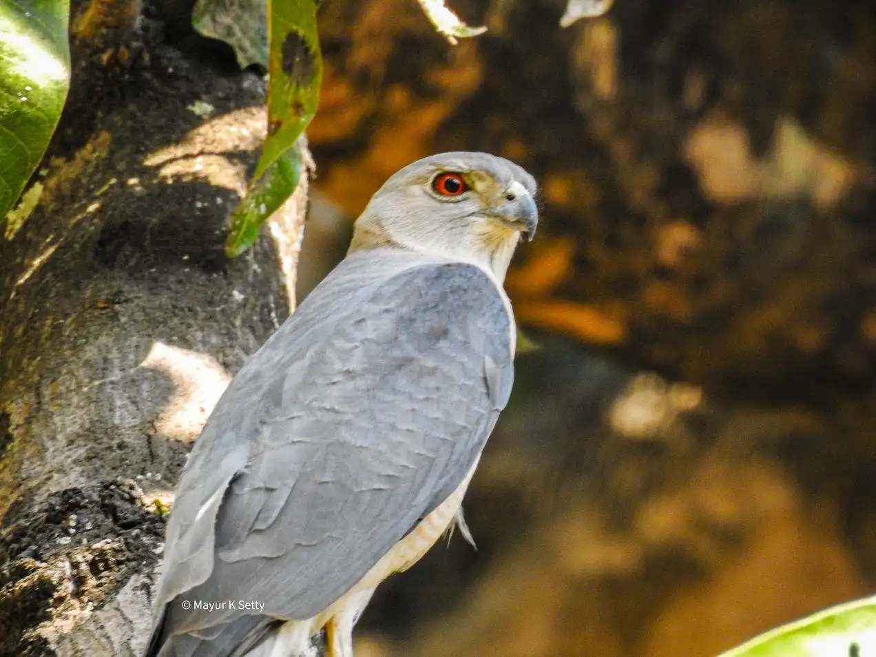 Conservation of avian biodiversity